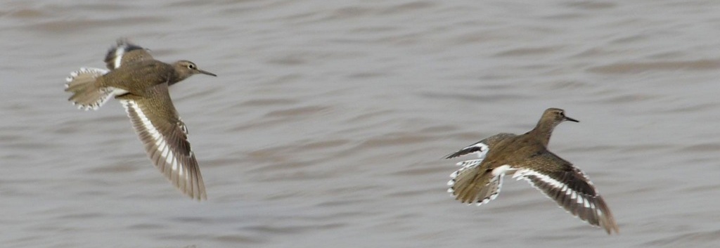 ���ַ����գ�ע��β������ɫ��