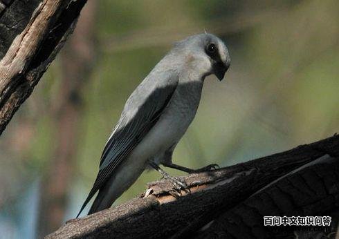 白腹鹃鵙 白腹鹃鵙的图片