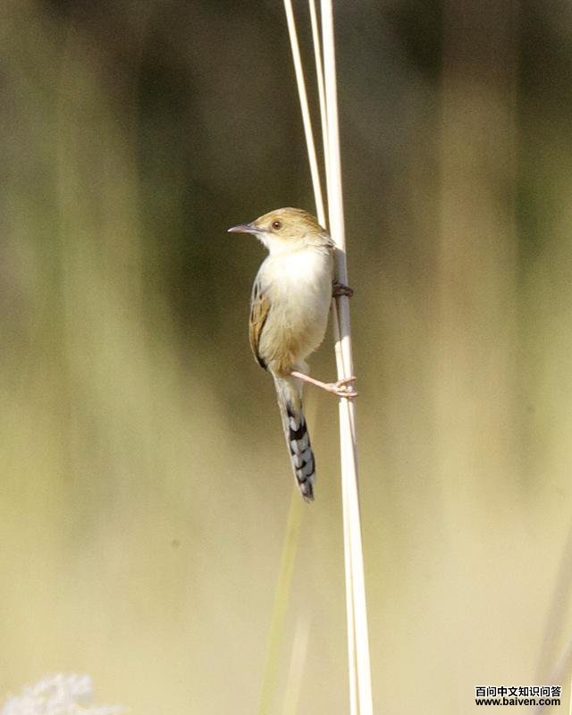 唧鸣扇尾莺 唧鸣扇尾莺的图片