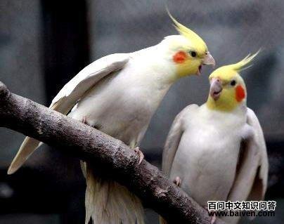 ��β����