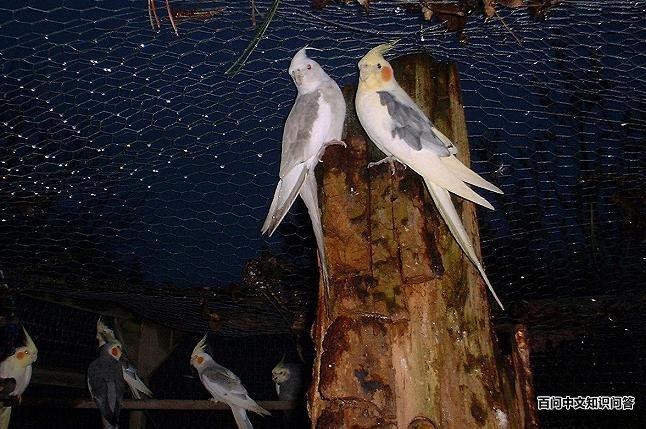 ��β����