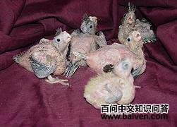 ��β����