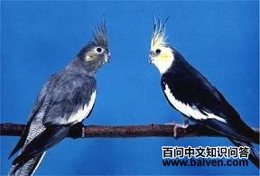 ��β����