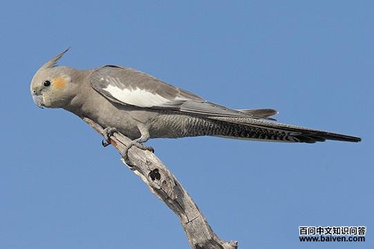 ��β����