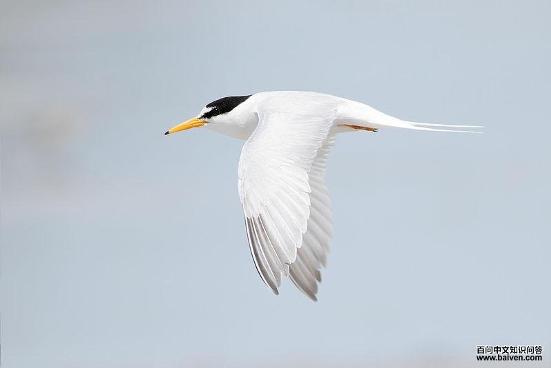 白额燕鸥 白额燕鸥的图片