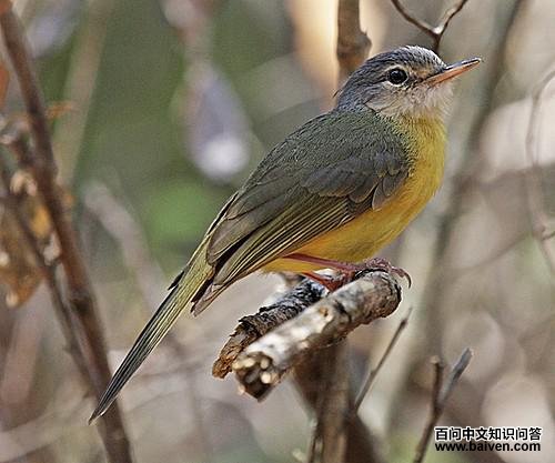 ������ľ�ǵ�ͼƬ