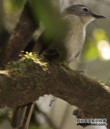 ������ľ�ǵ�ͼƬ