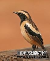 ����ʯ�S��ͼƬ