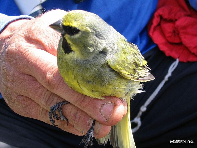 黄纹雀鹀 黄纹雀鹀的图片