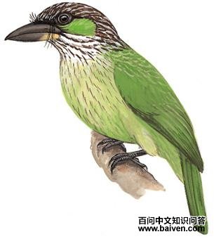 ��������ľ��