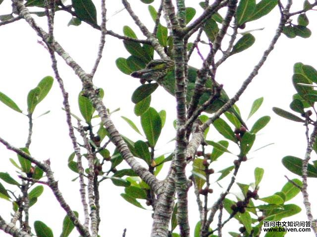 ��������ľ��