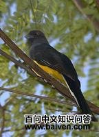 ��������ҧ��