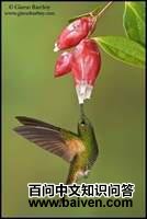 ��β�����