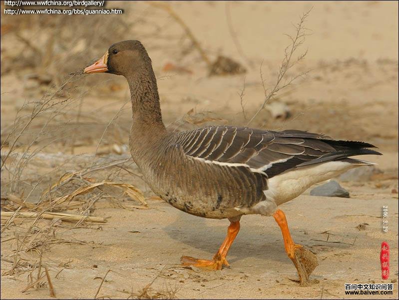白额雁 白额雁的图片