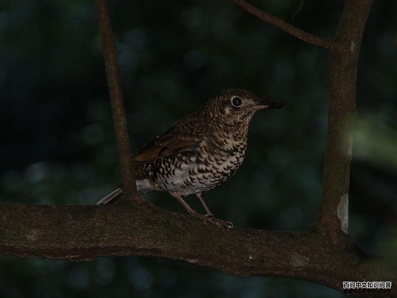 黄尾地鸫 黄尾地鸫的图片