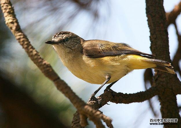 黄尾刺嘴莺 黄尾刺嘴莺的图片