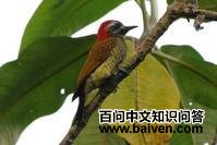 ������ľ��