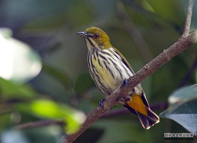 黄臀啄花鸟 黄臀啄花鸟的图片