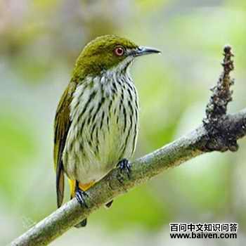 �����Ļ���