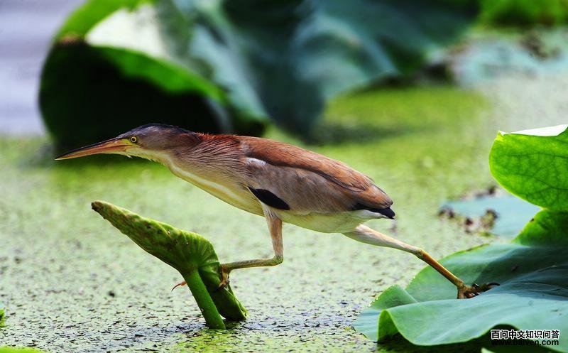 ��έ�Z��ͼƬ