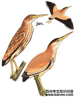 ��έ�Z����̬����ͼ