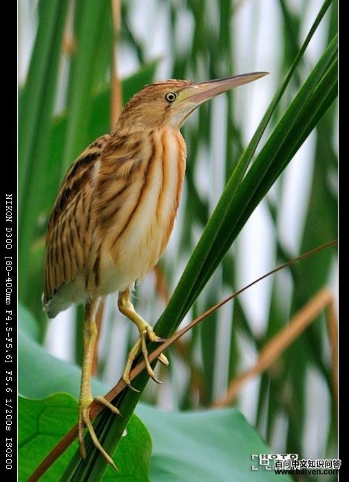 ��έ�Z���ǳ���