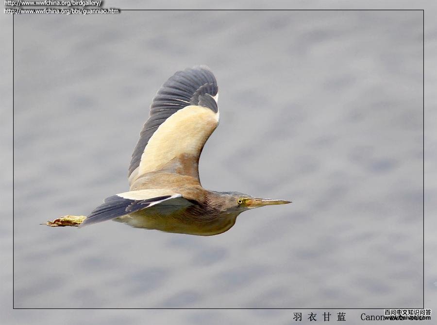 ��έ�Z���񣺺�ɫ�ķ�����Ƥ��ɫ�ĸ����ǿ�ҶԱ�