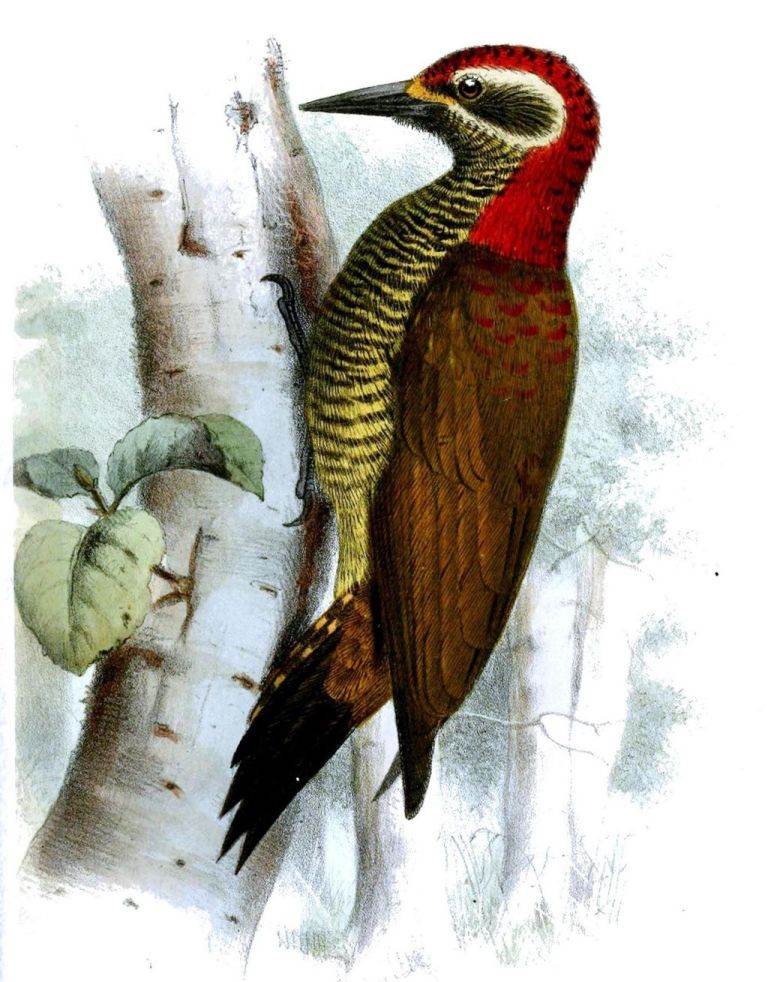 黄臀啄木鸟 黄臀啄木鸟的图片