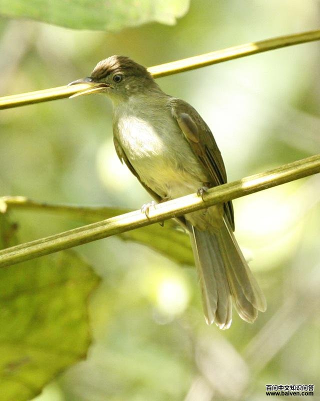 黄臀灰胸鹎 黄臀灰胸鹎的图片
