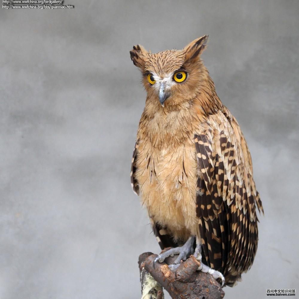 黄腿渔鸮 黄腿渔鸮的图片