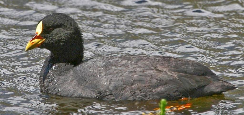 黄腿骨顶 黄腿骨顶的图片