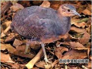 ����Ѩ[����]��ͼƬ