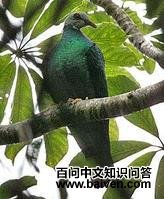 黄腿鸽 黄腿鸽的图片