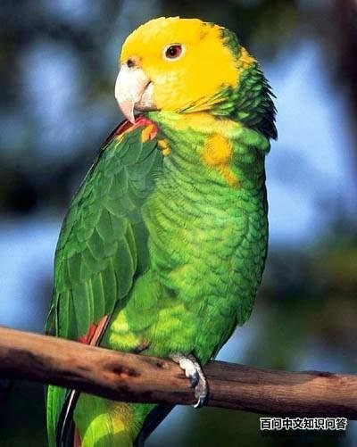 ��ͷ���������ĵ�ͼƬ