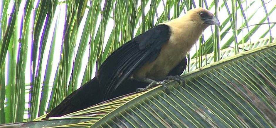 黄头鸦鹃 黄头鸦鹃的图片