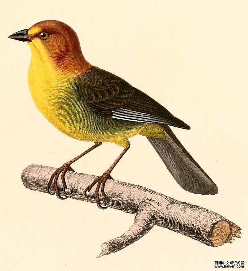 ��ͷ޴ȸ��ͼƬ