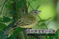 �׶�С���l��ͼƬ