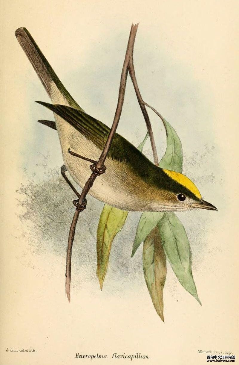 ��ͷ�̽��l��ͼƬ