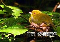 ��ͷ�̽��l