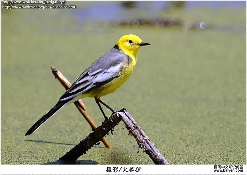 黄头鹡鸰 黄头鹡鸰的图片