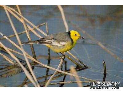 ��ͷ�n�_������