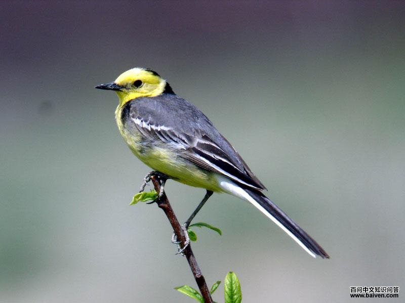 ��ͷ�n�_������ͷ����ɫ