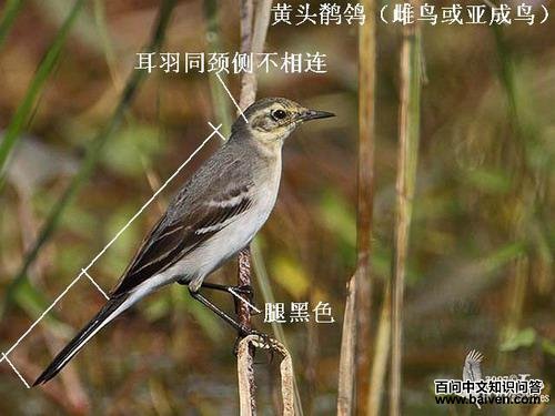 ��ͷ�n�_������ǳ�������ɫ���Ⱥ�ɫ��β�϶�