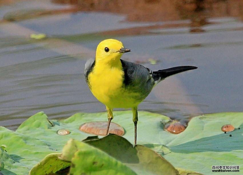 ��ͷ�n�_������