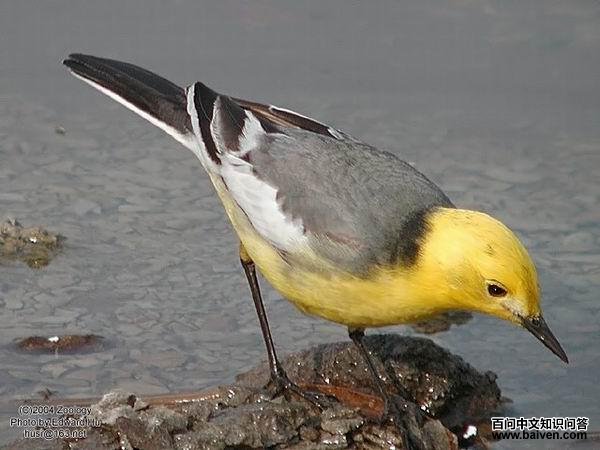 ��ͷ�n�_������