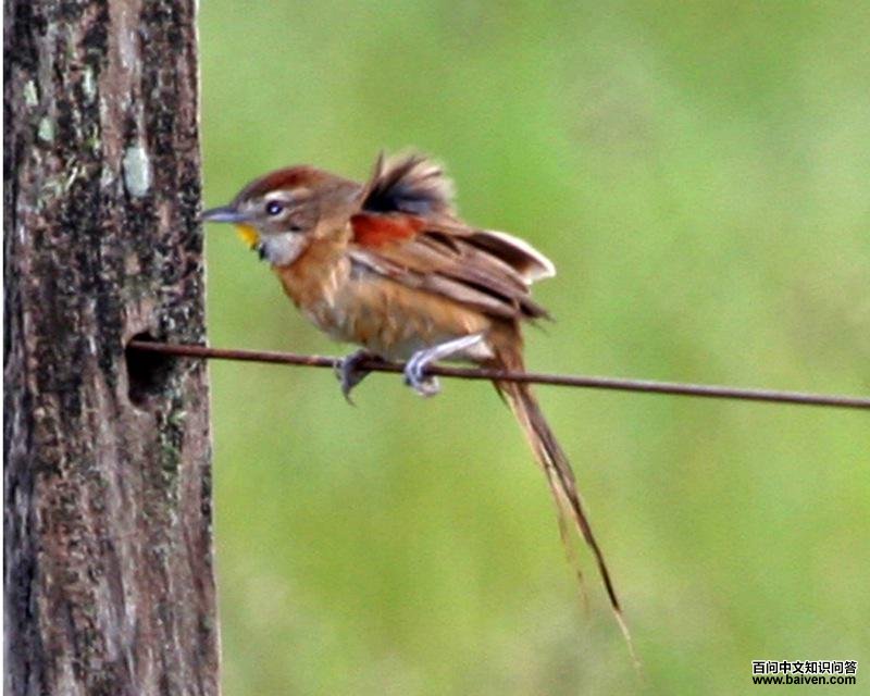 霍托针尾雀 霍托针尾雀的图片