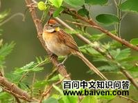 ������βȸ