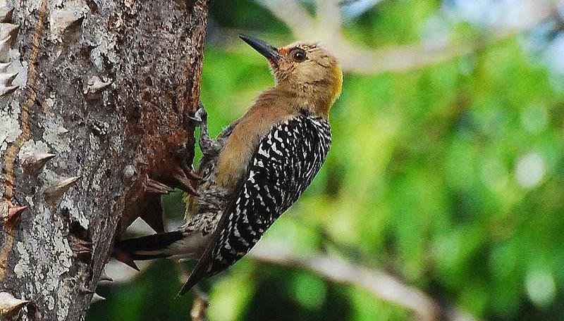 ������ľ���ͼƬ