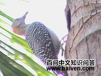 ������ľ��