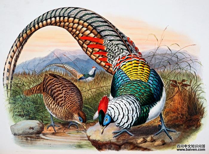 �׸�����